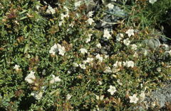 Roella decurrens
