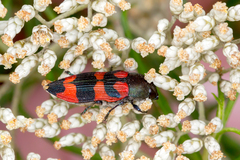 Castiarina kershawi