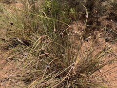 Mesomelaena tetragona