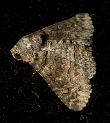 Pericyma atrifusa