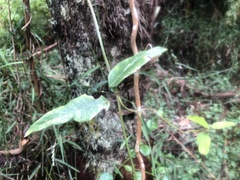 Parsonsia brownii
