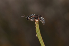 Clitemnestra guttatula