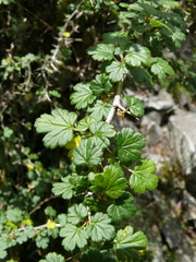 Ribes formosanum