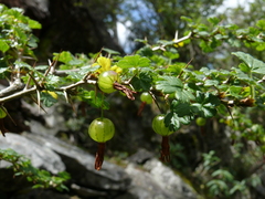 Ribes formosanum