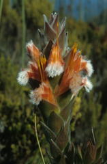 Mimetes capitulatus