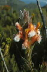 Mimetes capitulatus