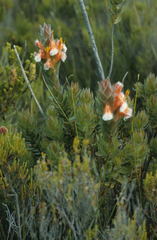 Mimetes capitulatus