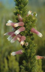Erica leucotrachela