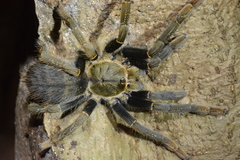 Encyocratella olivacea