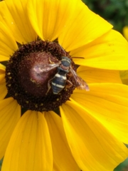 Epeolus bifasciatus