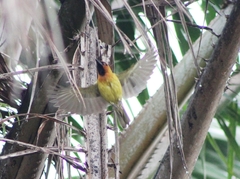 Ploceus brachypterus
