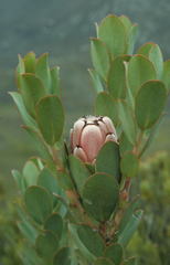 Protea stokoei