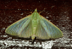 Parotis prasinophila