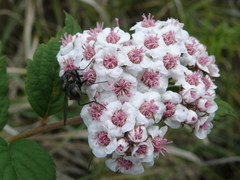 Spiraea hayatana