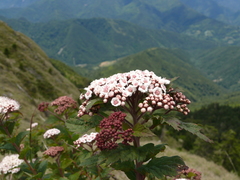 Spiraea hayatana