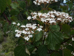 Viburnum betulifolium