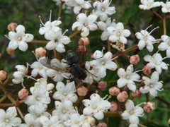 Viburnum betulifolium