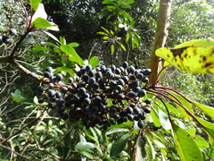Daphniphyllum calycinum