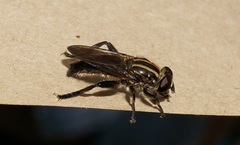 Orthoprosopa bilineata