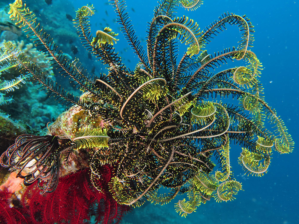Bold Feather Star