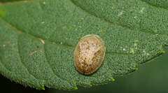 Cassida granulicollis
