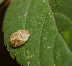 Cassida granulicollis