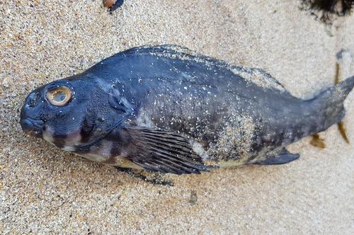 Rock cale (Aplodactylus lophodon) — Aplodactylidae — 2