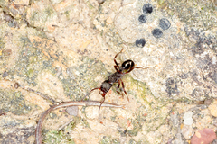 Rhytidoponera tasmaniensis