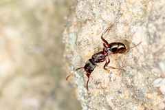 Rhytidoponera tasmaniensis