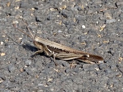 Stenocatantops mistshenkoi