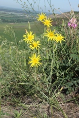 Tragopogon podolicus