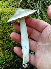 Tricholoma subacutum