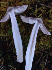 Tricholoma subacutum