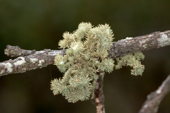 Usnea scabrida