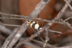 Zonopetala decisana