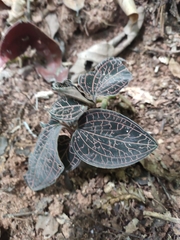 Anoectochilus roxburghii