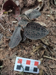 Anoectochilus roxburghii