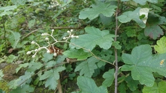 Rubus arachnoideus