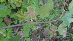 Rubus arachnoideus