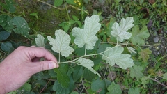 Rubus arachnoideus