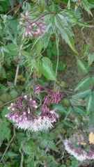 Eupatorium amabile