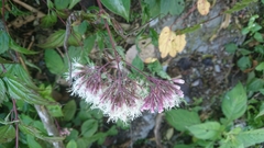 Eupatorium amabile
