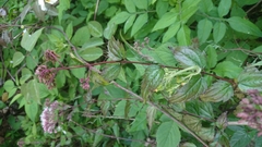 Eupatorium amabile