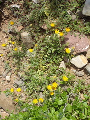 Cuspidia cernua annua