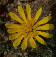 Cuspidia cernua annua