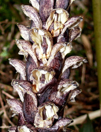 Boschniakia himalaica Hook.fil. & Thomson