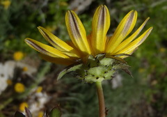 Cuspidia cernua annua