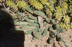 Euphorbia esculenta