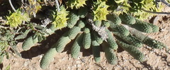 Euphorbia esculenta