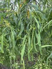 Acacia implexa